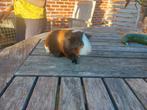 Cavia, Dieren en Toebehoren, Knaagdieren, Mei, Cavia