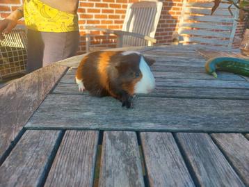 Cavia beschikbaar voor biedingen