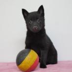Schipperke - Belgische pups te koop, CDV (hondenziekte), Meerdere, 8 tot 15 weken, Meerdere dieren