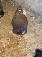 2 forse kingduiven doffers 2025 onverwant niet geringd, Animaux & Accessoires, Oiseaux | Pigeons, Mâle, Autres espèces