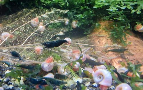 Green jade extreem, Dieren en Toebehoren, Vissen | Aquaria en Toebehoren, Ophalen