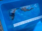 Japanse koi (2 x Chagoi), Dieren en Toebehoren, Karper of Koi