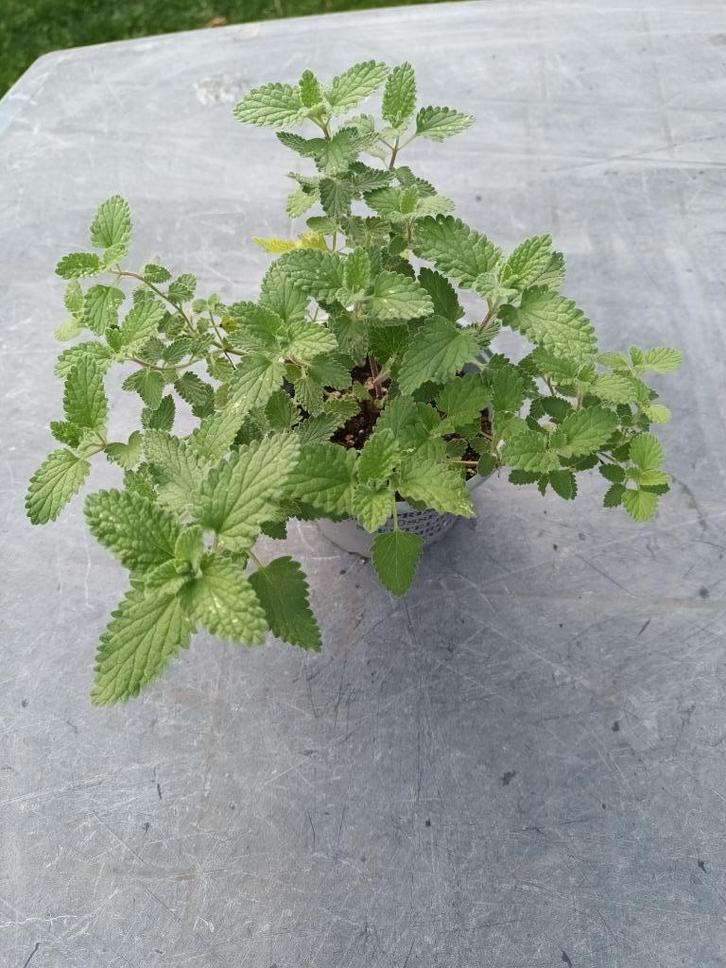 Nepeta Six Hills Giant, Tuin en Terras, Planten | Tuinplanten, Ophalen