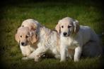 Golden Retriever pups, Dieren en Toebehoren, Honden | Retrievers, Spaniëls en Waterhonden, België, 8 tot 15 weken, Meerdere, Meerdere dieren