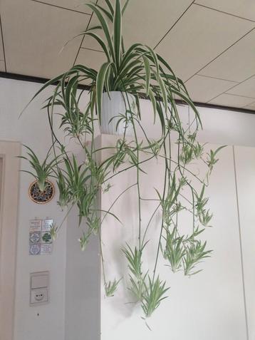 Chlorophytum met veel uitlopers  beschikbaar voor biedingen