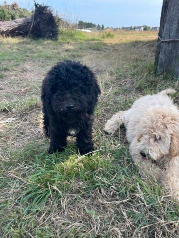 Mooie medium Labradoodle pup! beschikbaar voor biedingen