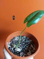 Philodendron paraiso verde, Enlèvement ou Envoi