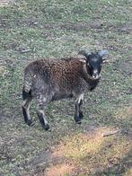 Ouessant ooi- en ramlammetjes