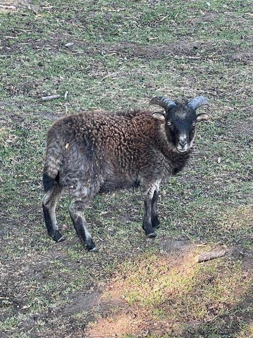 Ouessant ooi- en ramlammetjes, Dieren en Toebehoren, Schapen, Geiten en Varkens