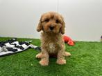 Cavapoo pups, België, 8 tot 15 weken, CDV (hondenziekte), Meerdere