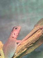 Zero trans het hypo witblits mannen., Dieren en Toebehoren, Overige soorten, Tam, 0 tot 2 jaar