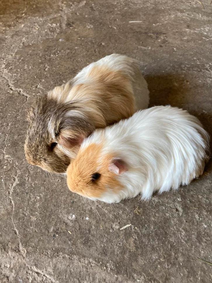 2 langharige sheltie cavia’s (vader en zoon), Dieren en Toebehoren, Knaagdieren, Mannelijk, Cavia, Oktober