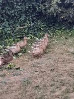 Kruising  Hollandse kwaker . Wilde, Dieren en Toebehoren