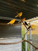 Kanarie mannen, Mâle, Canari de couleur