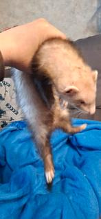 Fret rammetje van 14 april 2025, Dieren en Toebehoren, Fret, April, Mannelijk, Tam