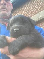 Bouvier des Flandres, Dieren en Toebehoren, Honden | Herdershonden en Veedrijvers, Bouvier, België, Fokker | Hobbymatig, 8 tot 15 weken