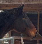 Wandelpaard voor goede thuis, Avec pedigree, 175 cm ou plus, Hongre, Non dressé