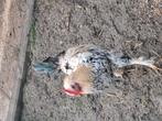 je vendrais 5 coq de 6mois, Dieren en Toebehoren, Pluimvee