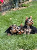 York Shire pups, België, Overige rassen, CDV (hondenziekte), 8 tot 15 weken