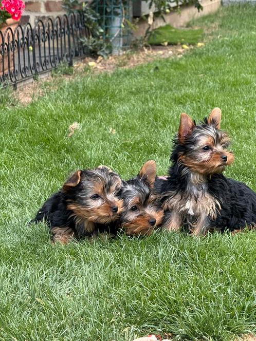 York Shire pups, Dieren en Toebehoren, Honden | Chihuahua's en Gezelschapshonden, Meerdere dieren, Overige rassen, Fokker | Professioneel