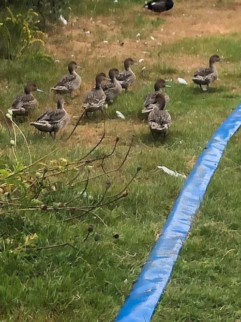 Europese pijlstaarten, Dieren en Toebehoren, Pluimvee, Eend, Meerdere dieren