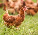Bruine legkippen, Dieren en Toebehoren, Pluimvee, Vrouwelijk, Kip
