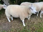 Zeer mooi Texel ramlam voor dekram te gebruiken., Dieren en Toebehoren, Schaap