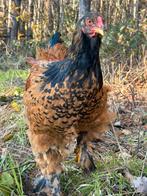 Brahma haan raszuiver, Dieren en Toebehoren