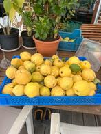 Kweeperen, Tuin en Terras, Planten | Fruitbomen, Ophalen