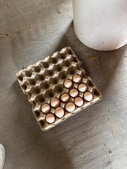 Cochin kriel broedeieren te koop, Dieren en Toebehoren, Pluimvee, Kip, Geslacht onbekend