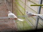 2 diamantduif, Dieren en Toebehoren, Vogels | Overige Vogels