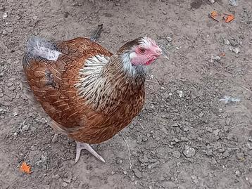 Marans hennen beschikbaar voor biedingen