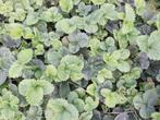 aardbeiplanten , soort GIGANTELLA, Ophalen, Volle zon, Eenjarig, Zomer