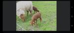 Recherche prairie pour 3 à voir 4 moutons