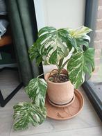 Monstera deliciosa variegata, Huis en Inrichting, Kamerplanten, Ophalen