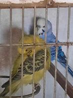 Grasparkieten te koop 5€ het stuk,blauw,violet,, Dieren en Toebehoren