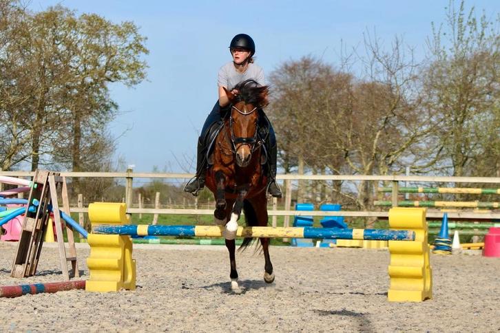 Leuke vlotte wandel en recreatie merrie, Dieren en Toebehoren, Paarden, Merrie