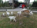Geiten, bokjes en betjes, Geit, 0 tot 2 jaar