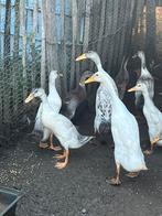 Loopeenden te koop, Dieren en Toebehoren, Geslacht onbekend, Eend