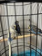 Cage avec oiseaux, Animaux & Accessoires, Plusieurs animaux, Perruche