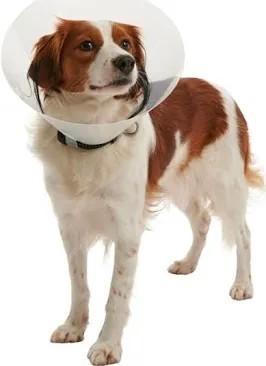 Carcan transparent classique, beschermende kraag, Dieren en Toebehoren, Honden-accessoires, Zo goed als nieuw