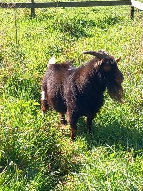 Mooie Donkere Choco Dwerggeit Bokje, Dieren en Toebehoren, Schapen, Geiten en Varkens