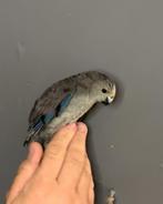 Kakariki mannelijke EAM, Mannelijk, Parkiet, Geringd