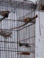 Jonge zebravinken uit volière