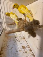 koppel spaans kanaries, Animaux & Accessoires, Oiseaux | Canaris