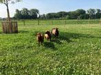 Ardense voskop, Mannelijk, Schaap, 0 tot 2 jaar