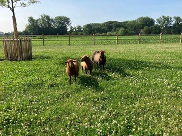 Ardense voskop, Mâle, Mouton, 0 à 2 ans