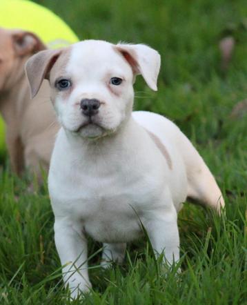 Chiot américain Stafford disponible aux enchères