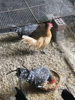 OM HANEN ZEEMEEUW TE GEVEN, Dieren en Toebehoren, Mannelijk, Kip
