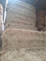 Grote en kleine balen hooi stro,midibalen,mais, Enlèvement ou Envoi